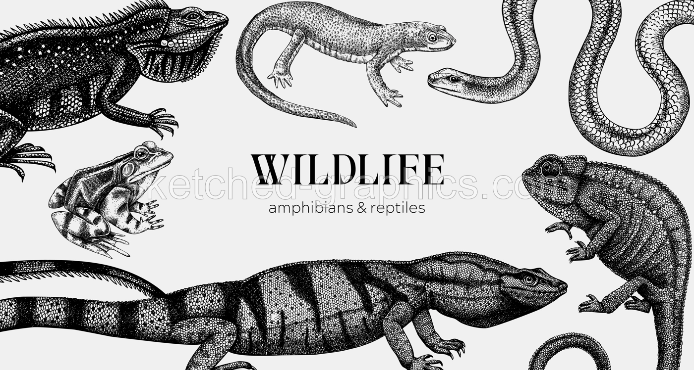 Vector animals background in sketch. Hand drawn reptiles and amphibians design isolated on white. Herpetofauna drawings. Vintage wildlife illustrations - iguana, frog, newt, snake, chameleon, lizard Illustration